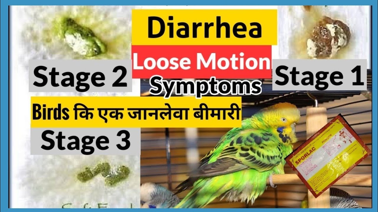 Diarrhea (Loose Motion) Birds Kis Stage Me Hai Kese Pata Chalta Hai/Marne Se Kaise Bachay
