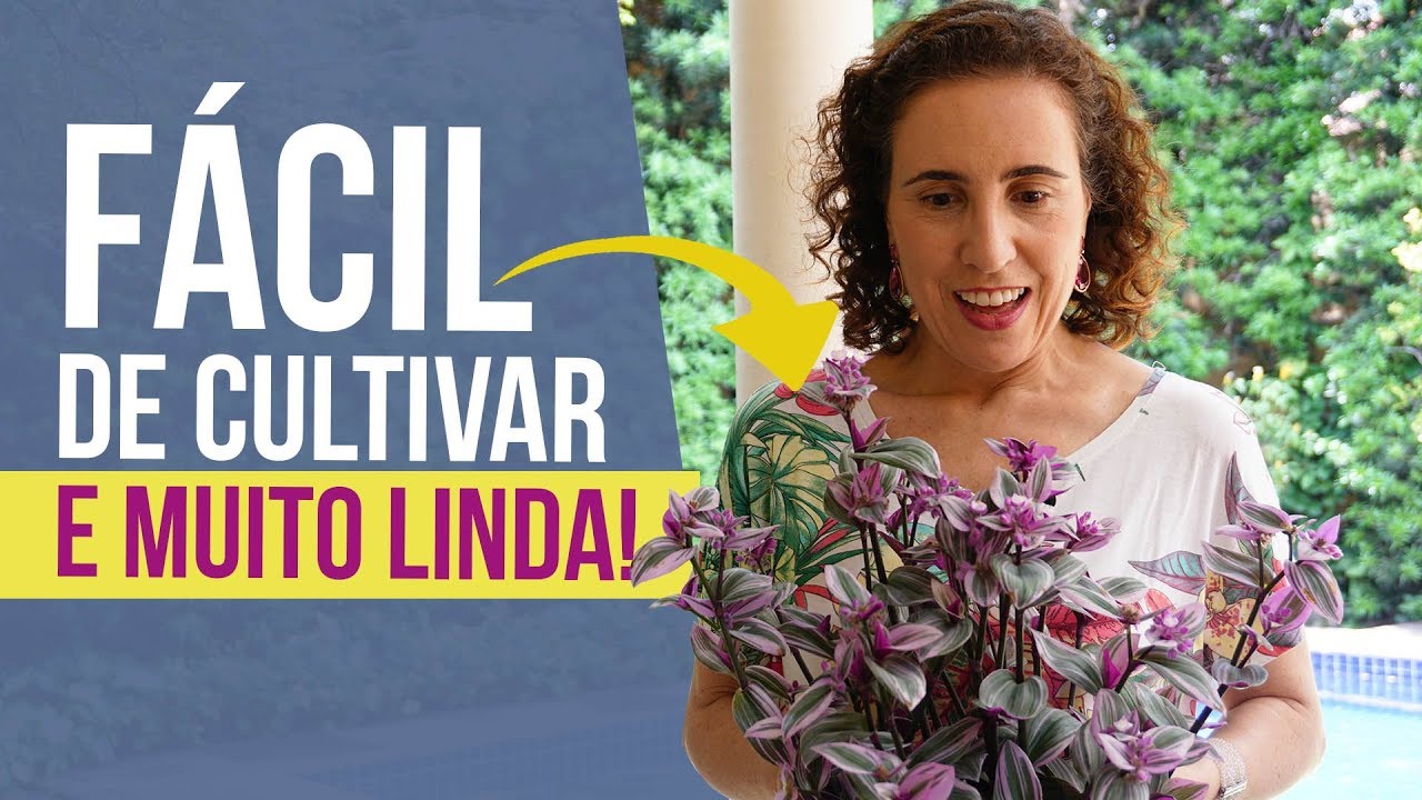 Como Cultivar Lambari-Rosa | Nô Figueiredo