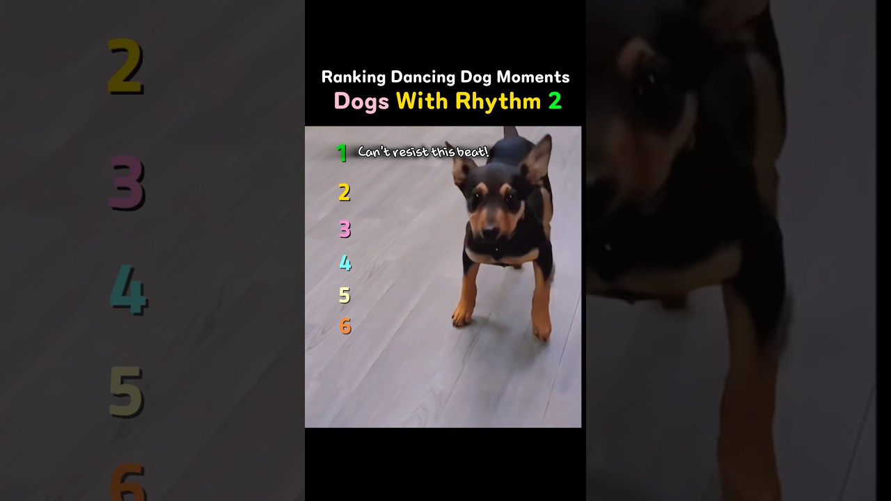 Рейтинг Dancing Dogs 2 | Самые смешные моменты! 🐶💃 |