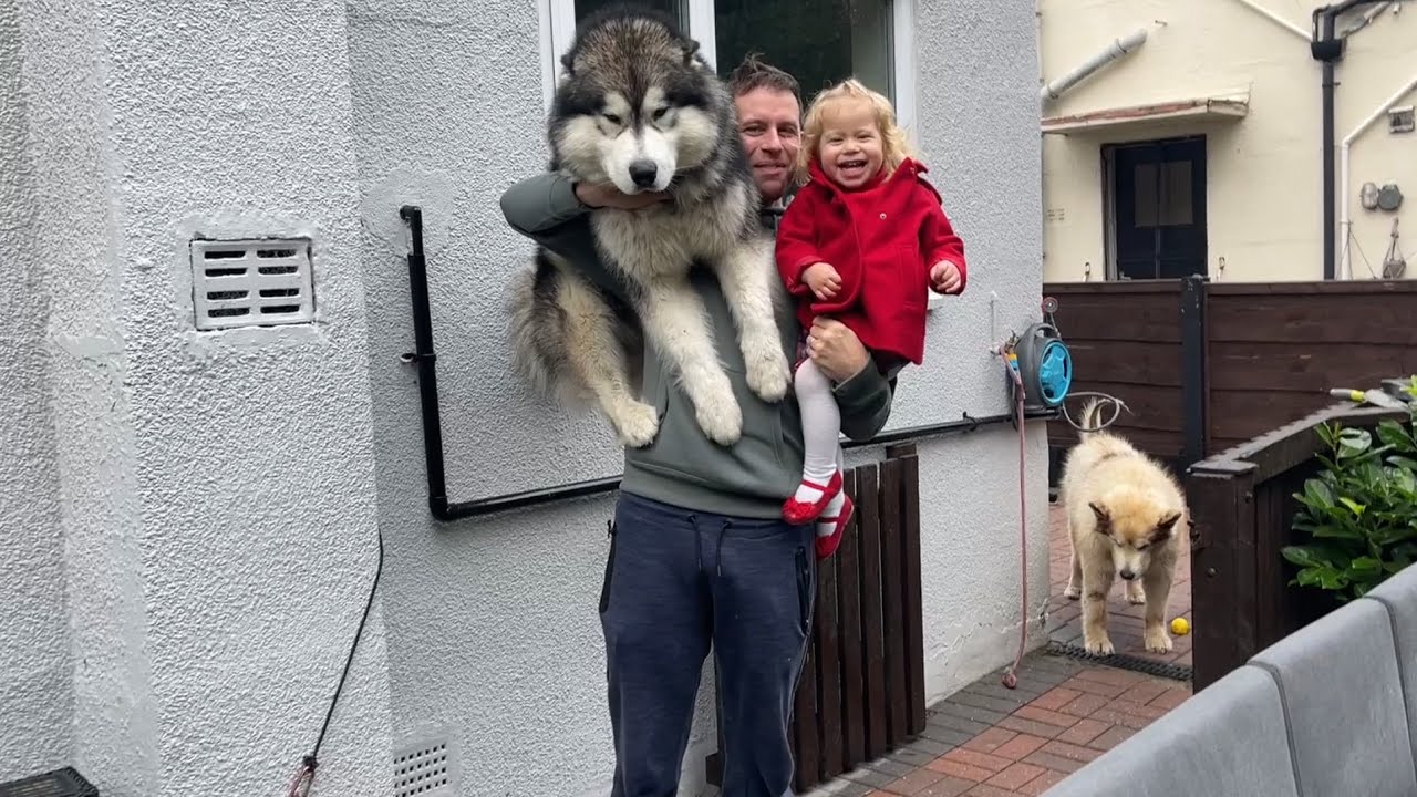 How Much Do They Weigh!!?? Giant Dogs Get On The Scales