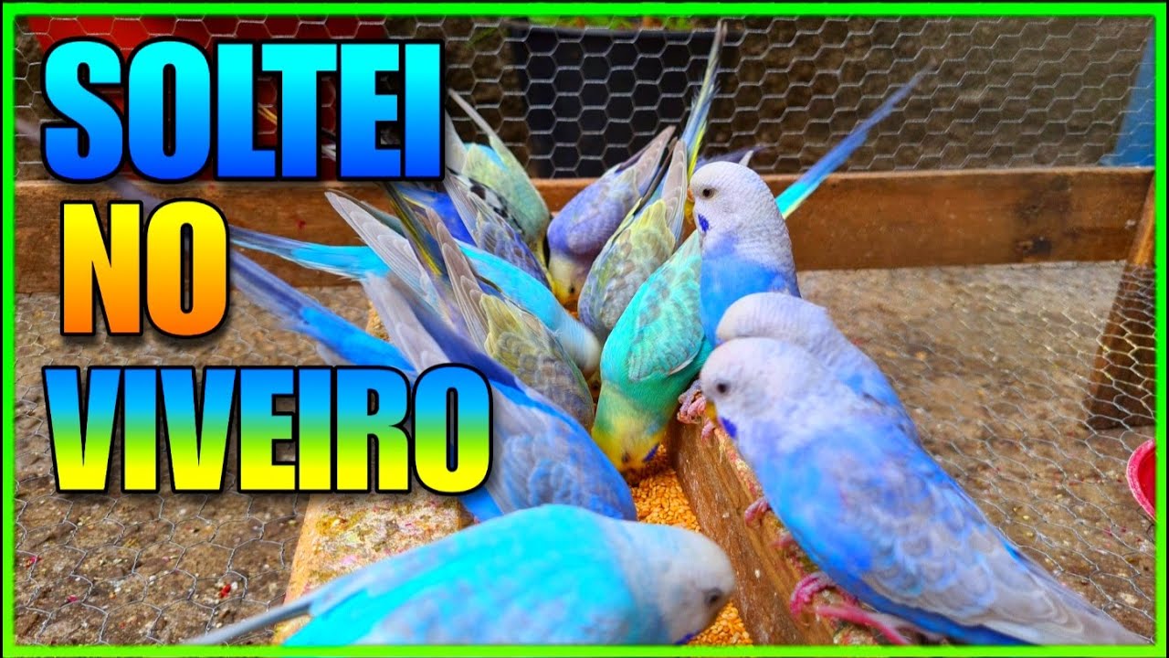 SOLTEI OS PERIQUITOS FATOR VIOLETA NO VIVEIRO