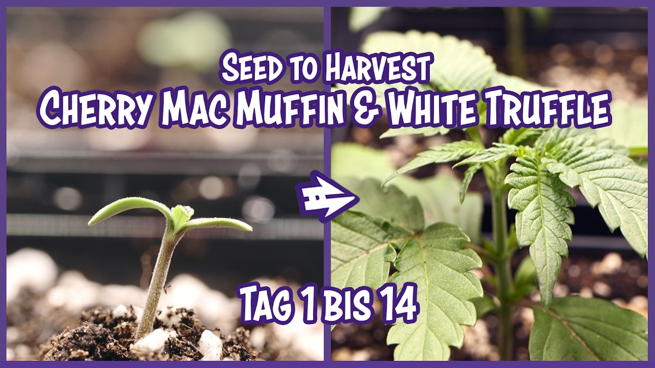🌱 Cherry Mac Muffin & White Truffle - Tag 1 bis 14 | Seed To Harvest | Cannabis Anbau Grow Tutorial
