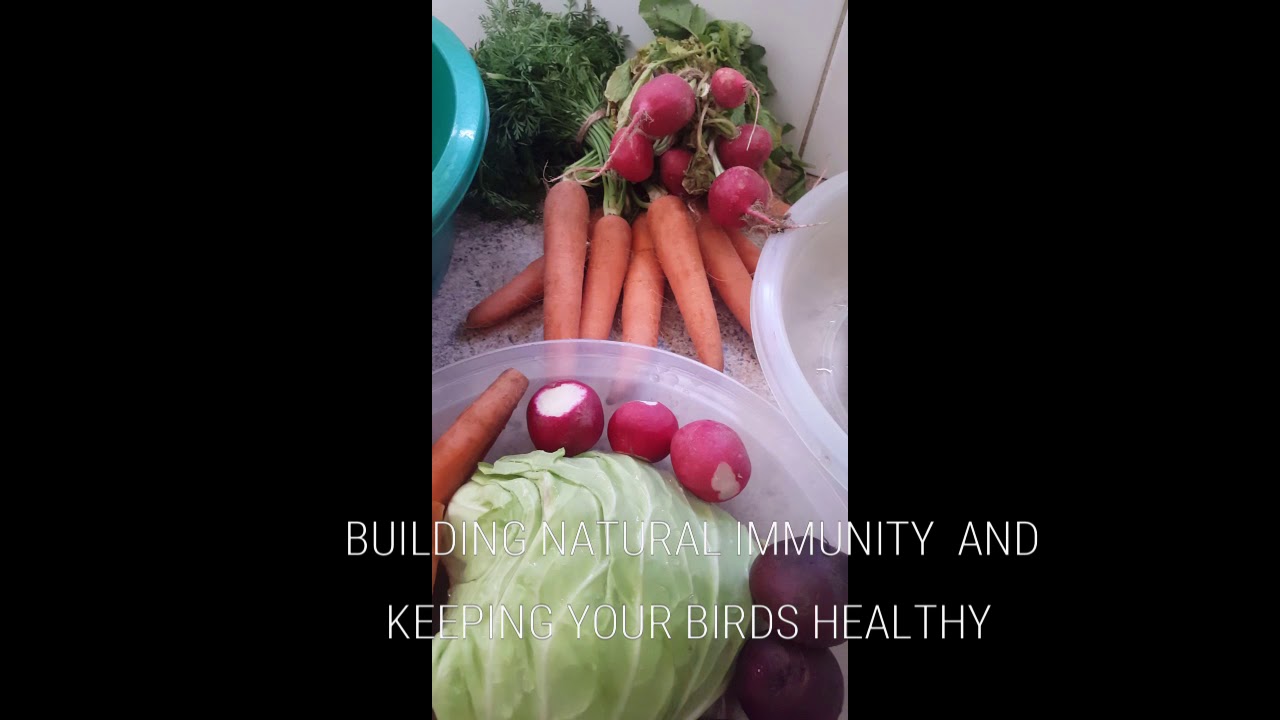 BUILDING NATURAL IMMUNITY BY FEEDING FRESH VEGETABLES