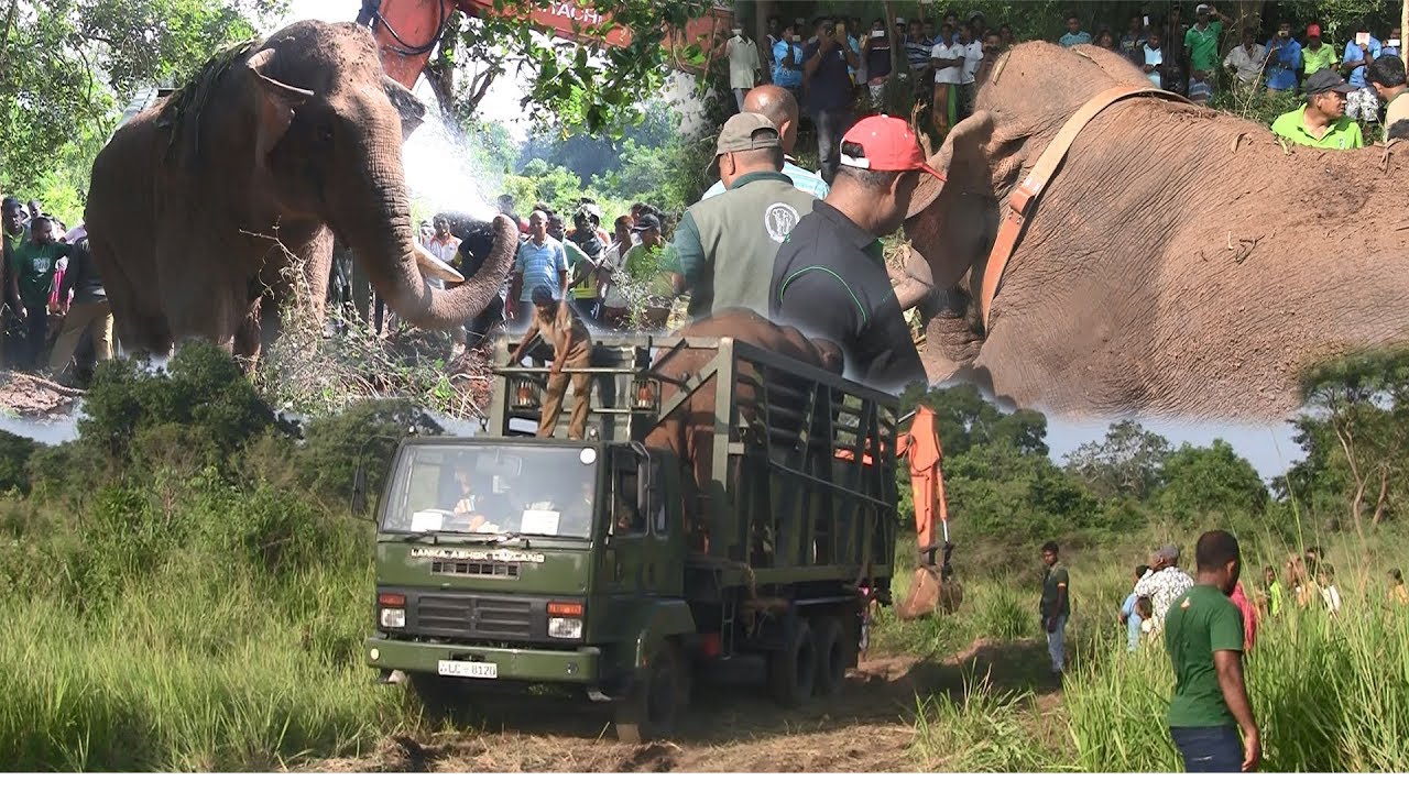 Massive Single tusker captured !