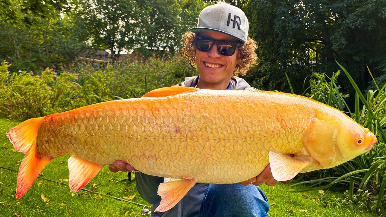 HIJ VANGT EEN ZELDZAME GOUDEN GRASKARPER😨!!