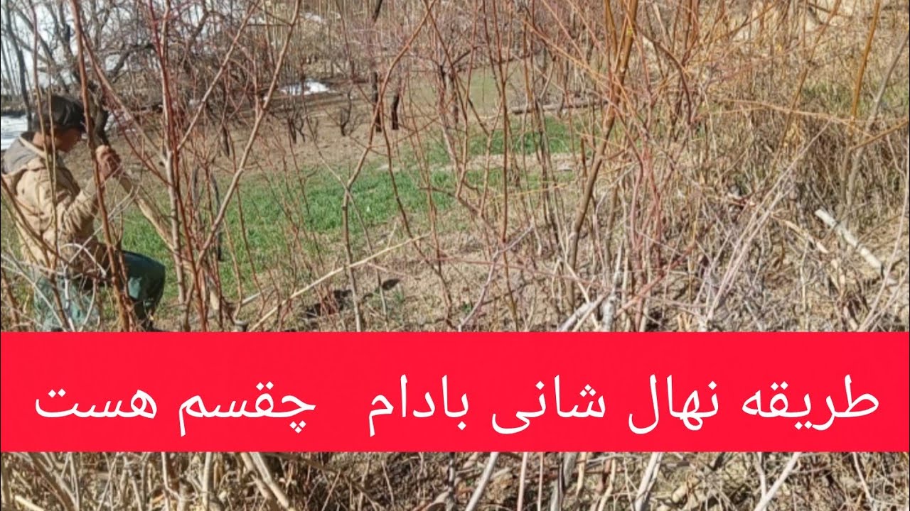 نهال بادام بیدی کوچک بود و در باد تکان می‌خورد.با آب و آفتاب بزرگ شد.بهار که آمد، پر از شکوفه شد.