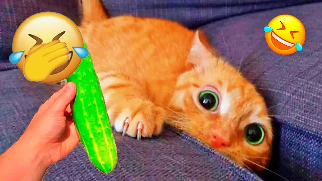 You Laugh You Lose 😂 Funniest Cats and Dogs 2026😽🐶