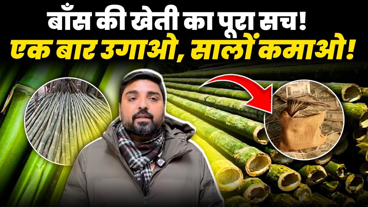 Bamboo Farming Business Model Explained | बाँस की खेती से लाखों या धोखा? पूरा सच जानिए