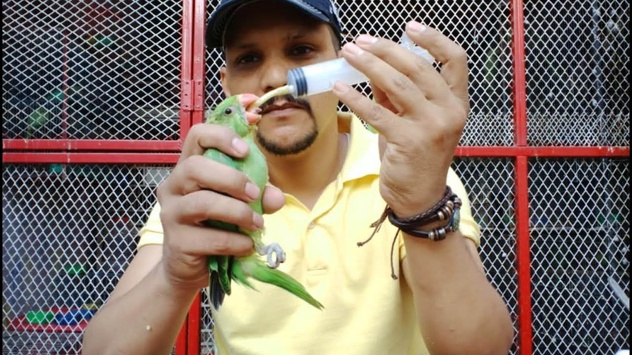 Jab baby Parrot Feed Na Le tou Kia Karein ? | 100 % Working | PBI Official