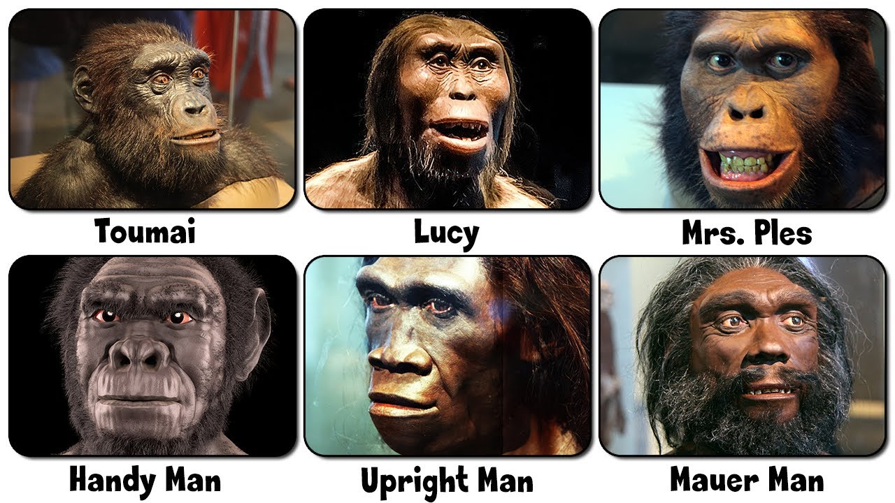 Every Human Ancestor Explained in 8 Minutes
