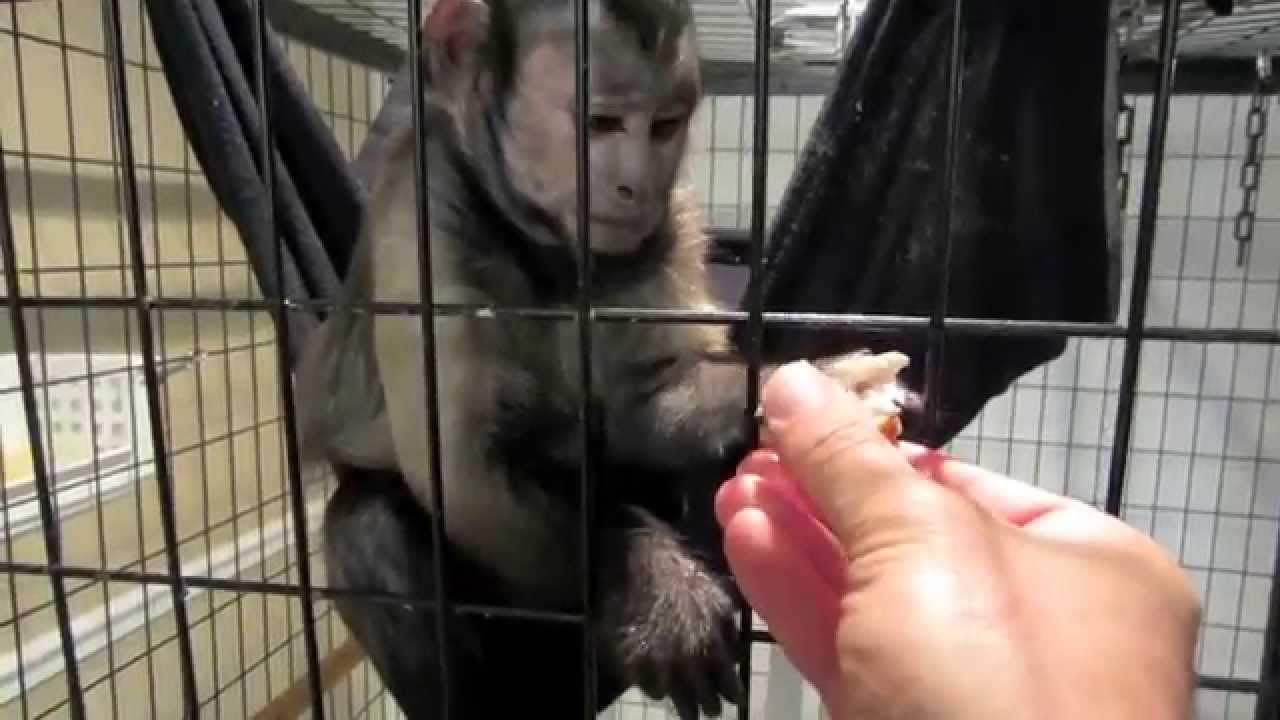 Capuchin Monkey Loves Barbecue Chicken