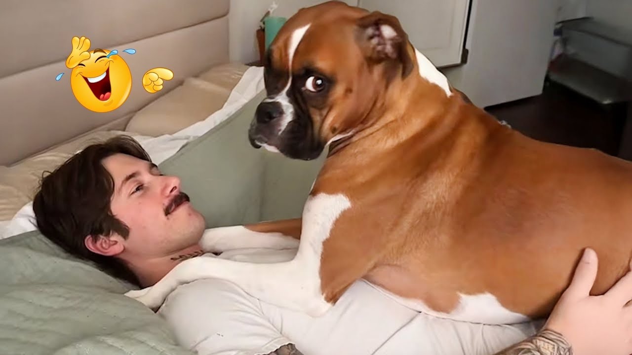 Hilarious Dogs That Will Make You Laugh Instantly 😂🐶 Funny Dog Video 2026
