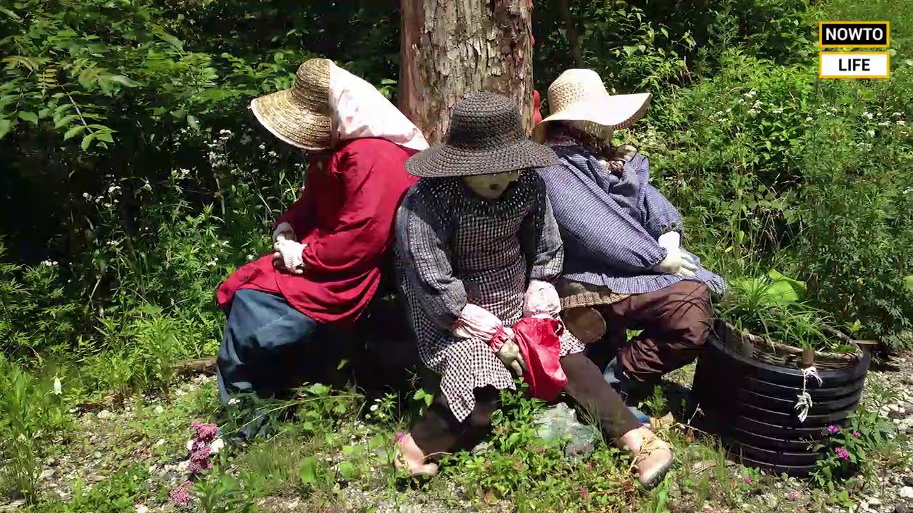 A dying Japanese village brought back to life by scarecrows