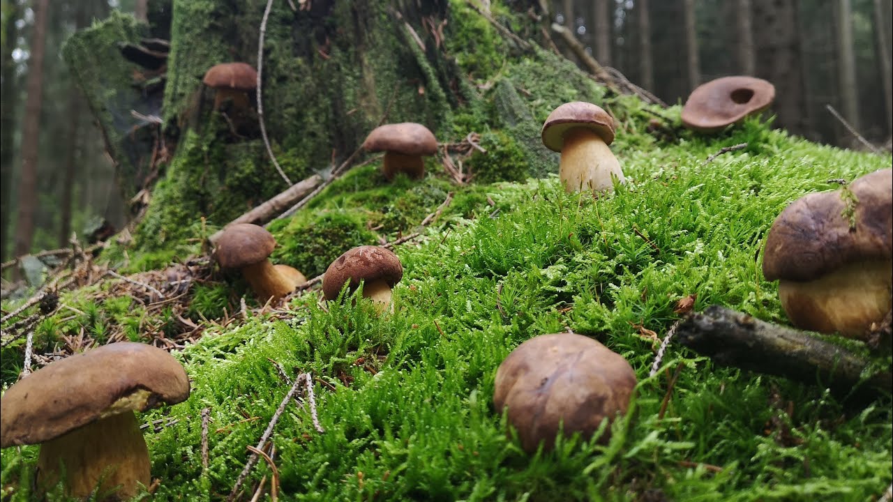 Szalejące Podgrzybki w lesie.. Kiedy koniec??  GRZYBY 2022