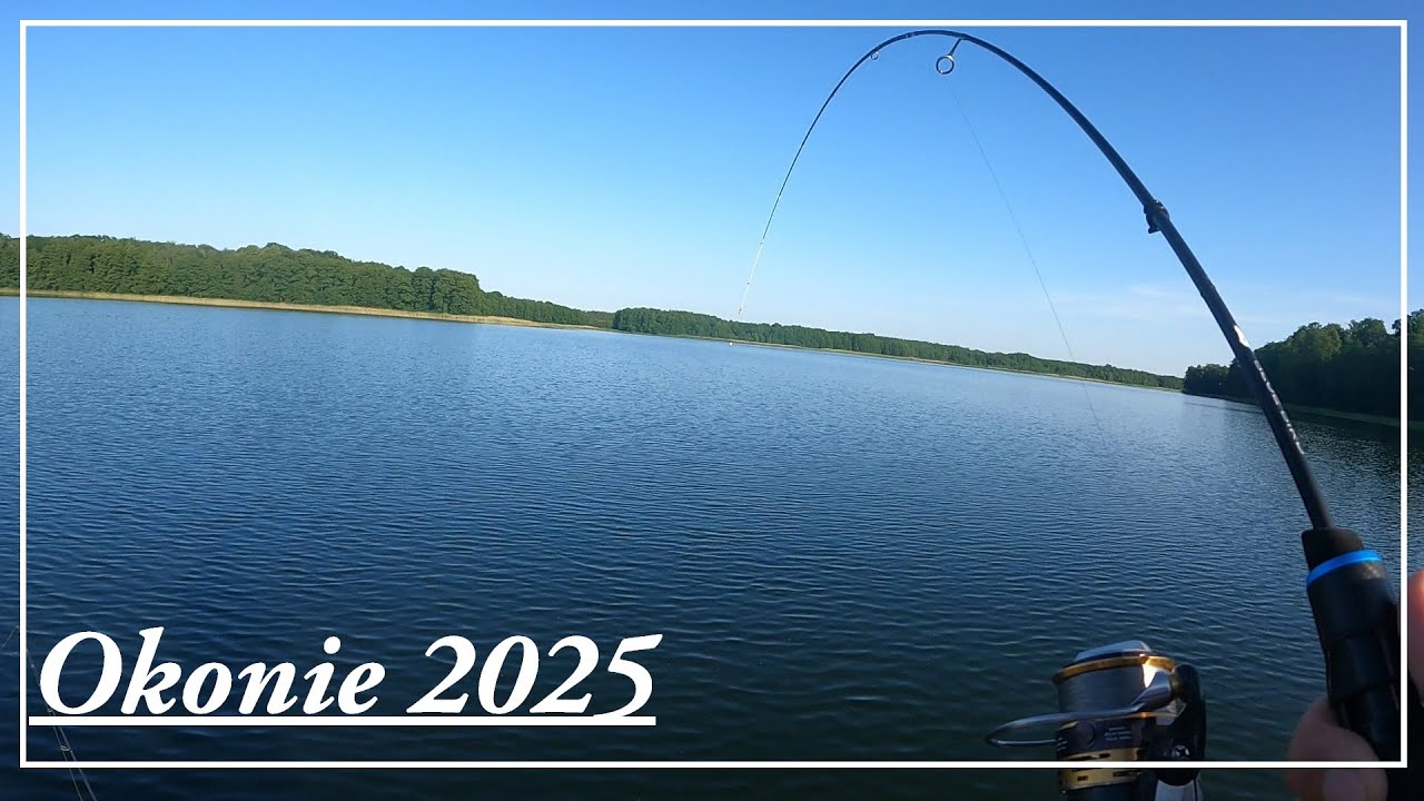Pierwsze czerwcowe okonie 2025 Najładniejsze OKONIE stały przy zielu / Wędkarstwo 2025