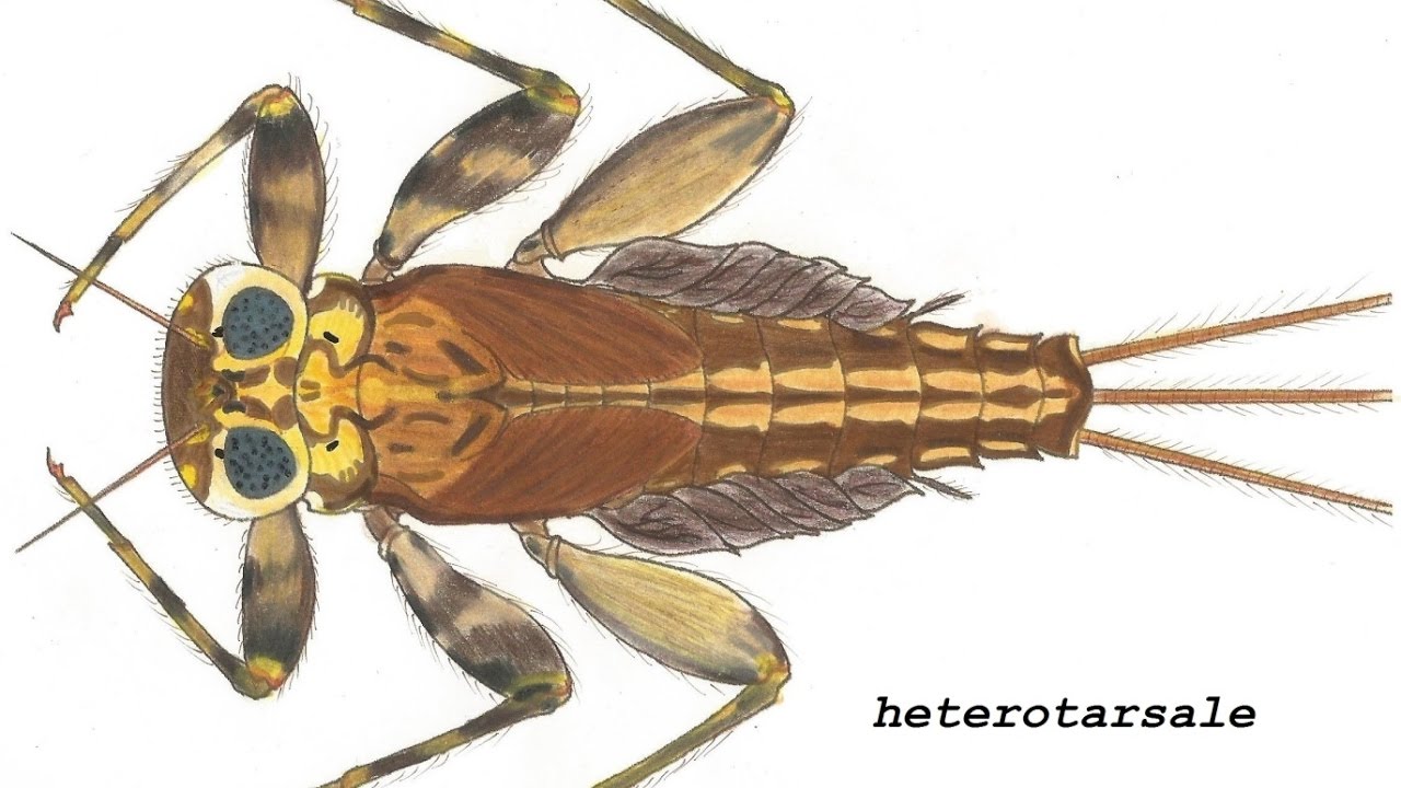 Stenacron  mayfly ecology documentary