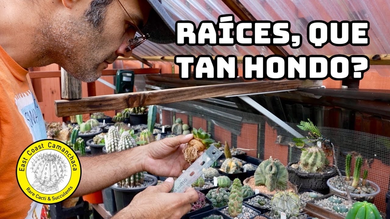 Que tan hondo plantar diferentes especies de cactus y suculentas?