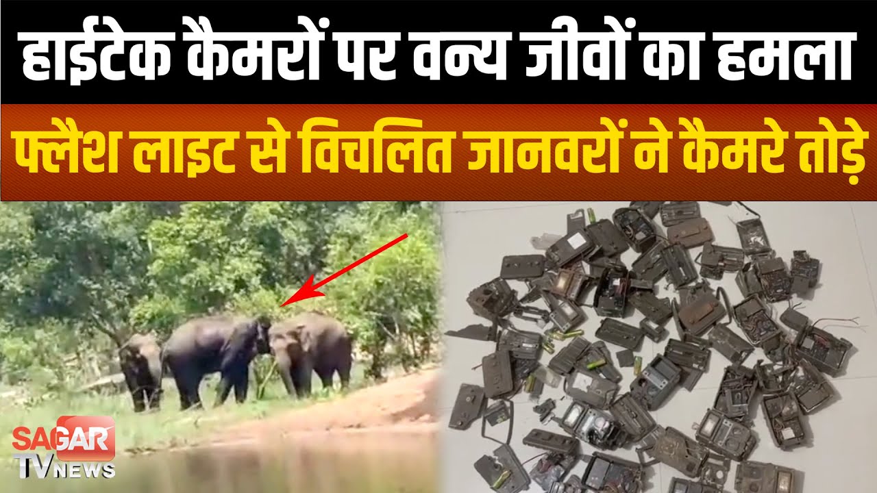 टाइगर रिजर्व में सर्वे के लिए लगाए हाईटेक कैमरों को हाथियों ने तोड़ा,पहले बाघ अब हाथी|SAGAR TV NEWS|