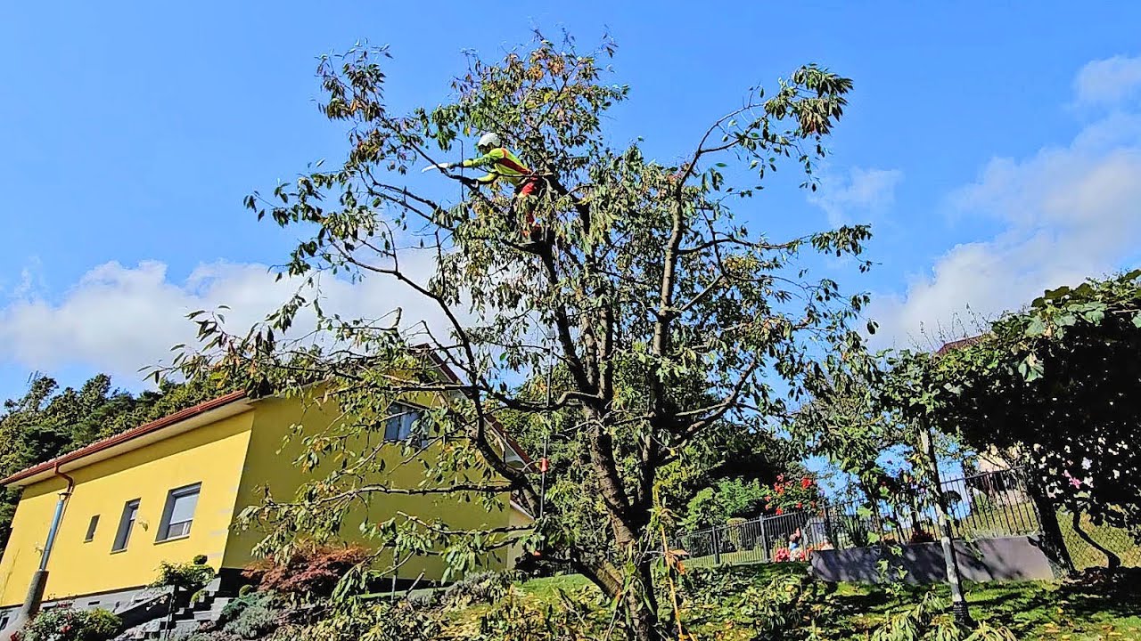 Obrezovanje osemmetrske češnje - Projekt na ptujskem podeželju