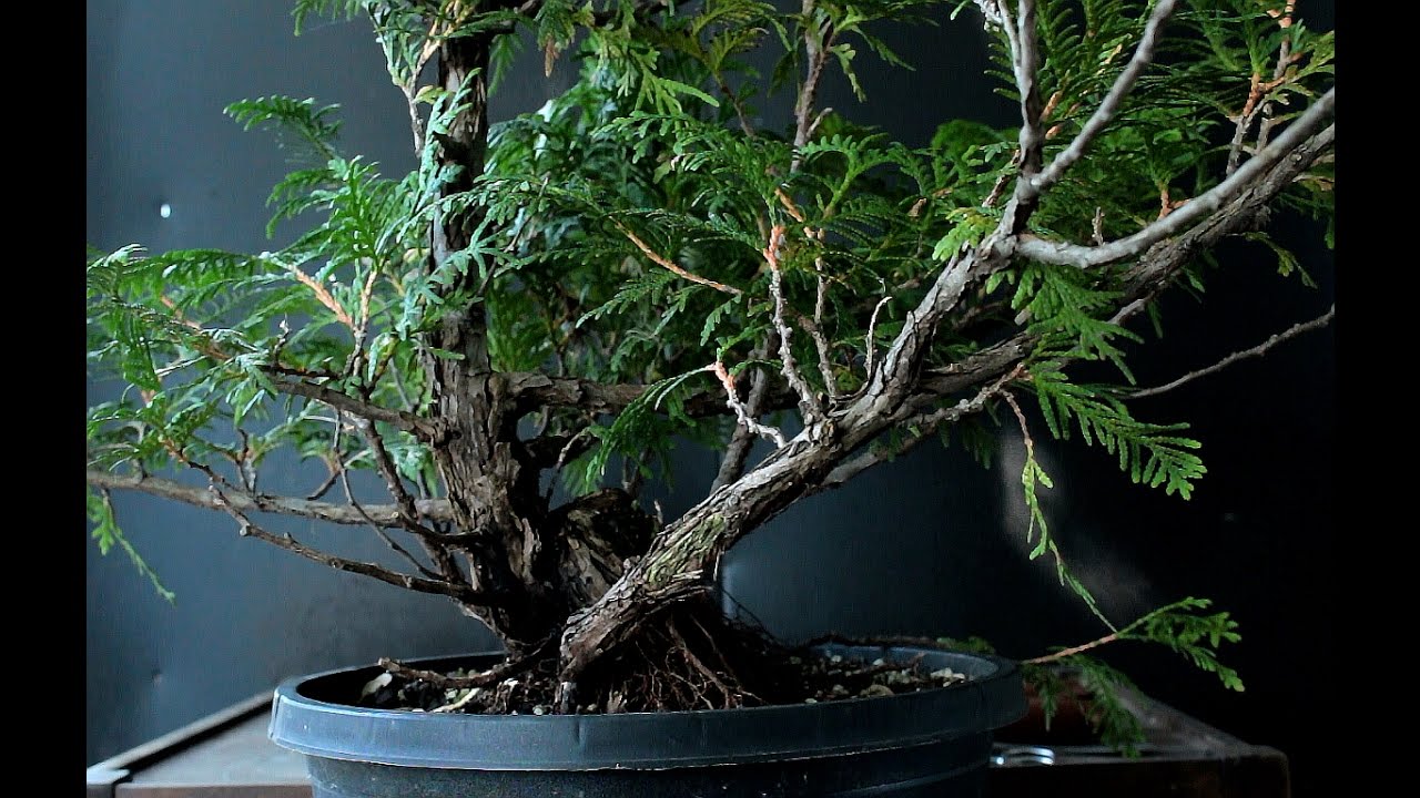Mountain Style, Eastern White Cedar Bonsai, Sept 2016