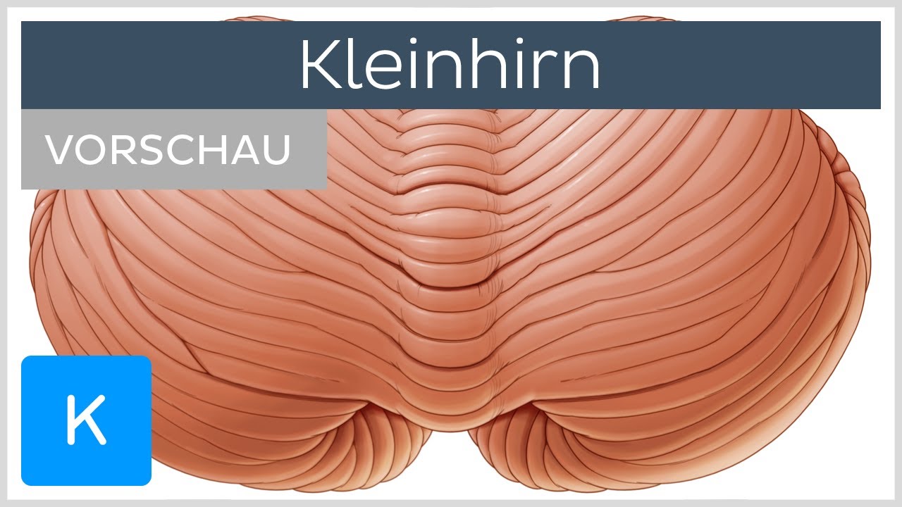 Kleinhirn: Aufbau und Funktion | Kenhub