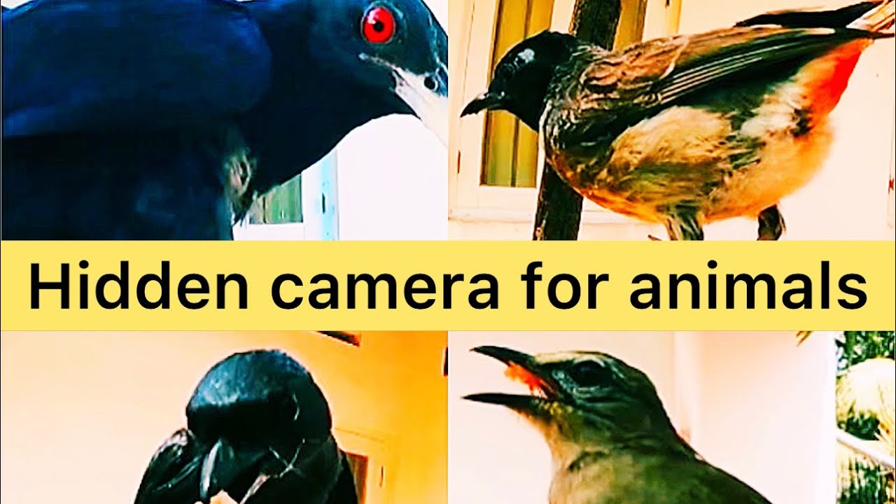 Hidden camera for animals