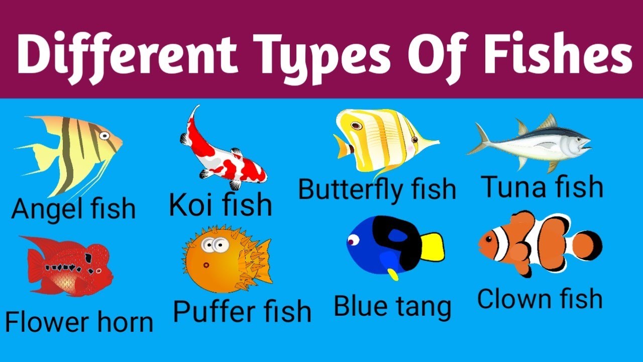 Different Types Of Fishes@Learning with Debashree