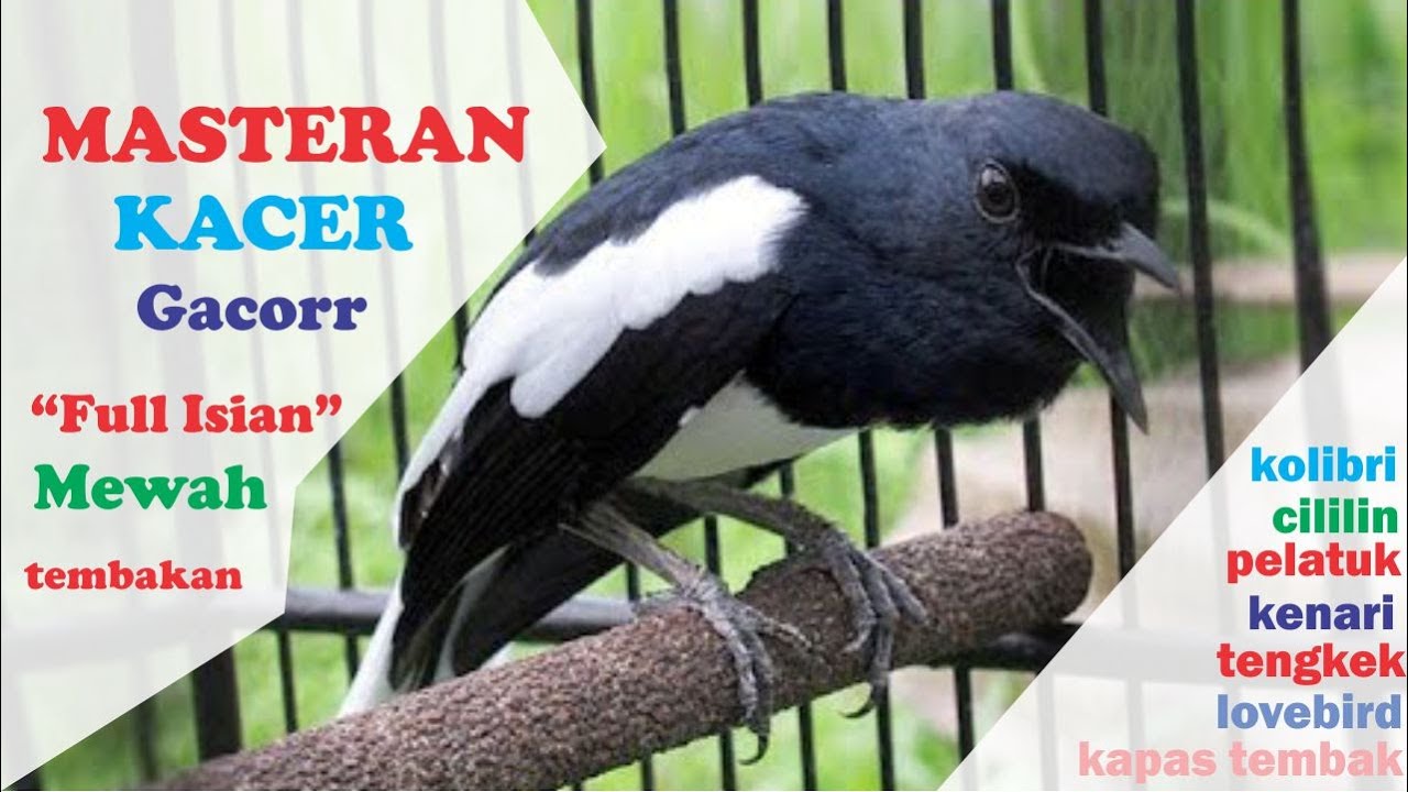 Masteran Kacer Full Isian Tembakan Mewah