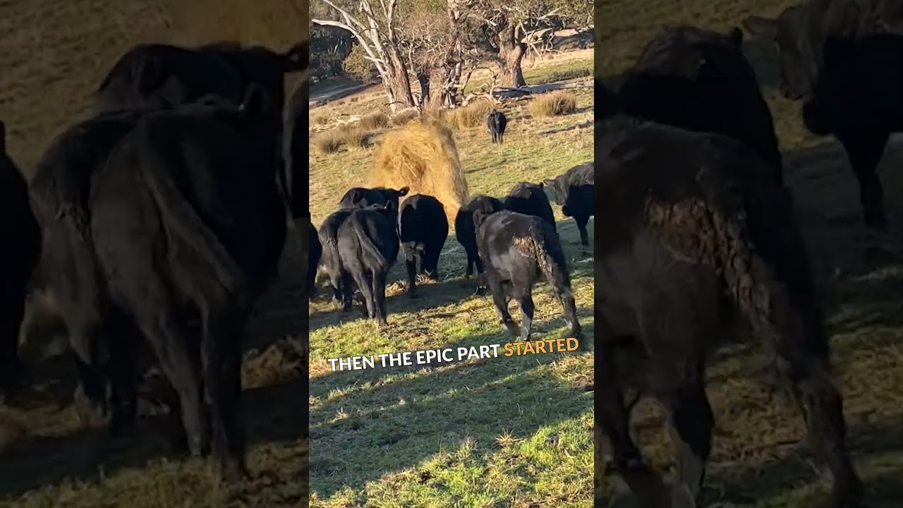 Runaway Hay Bale Sparks Cow Chase! 🐄😂 #shorts #shortsvideo