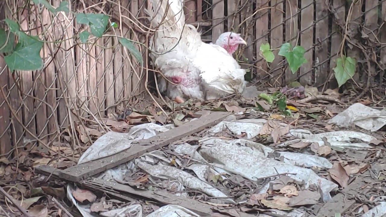 Turkey lays an egg!