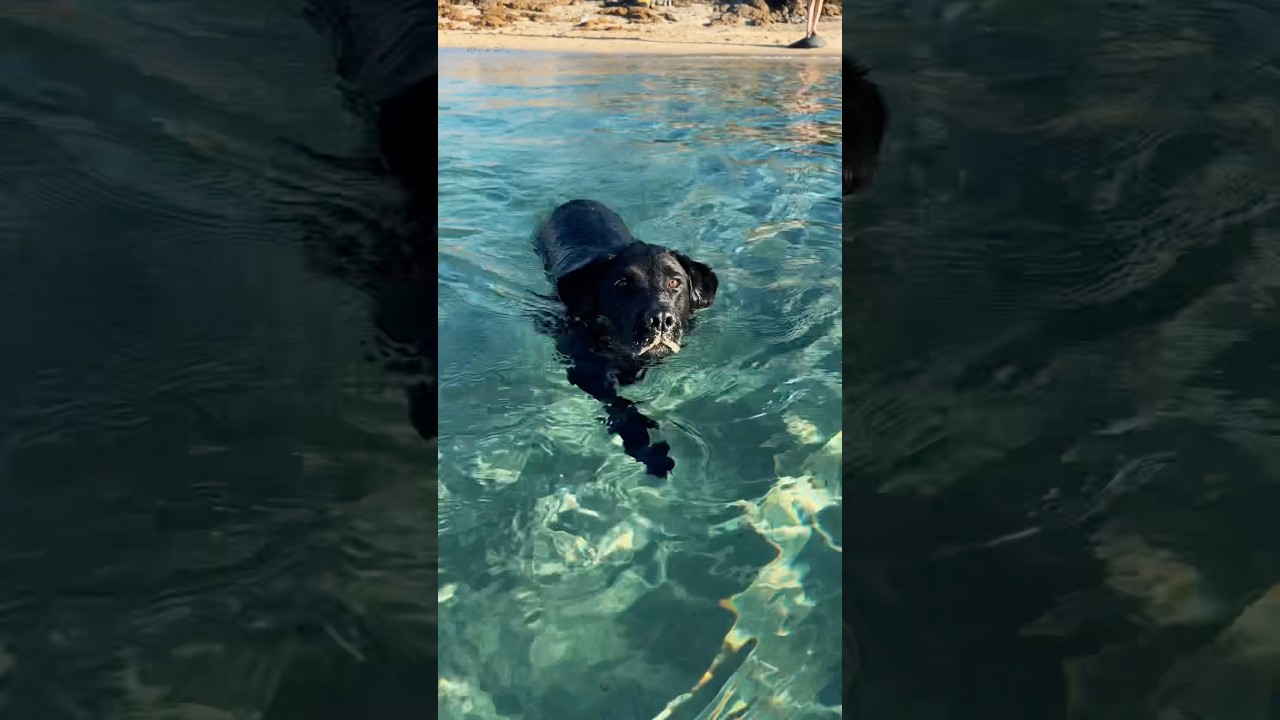 Every Labrador ever 🤭 #blacklabradorretriever #adventuredog #vanlifedogs