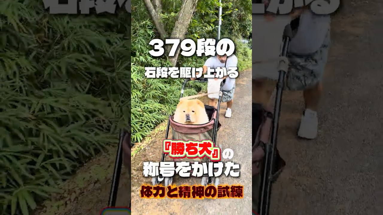 379段の石段を駆け上がる太郎坊チャレンジ