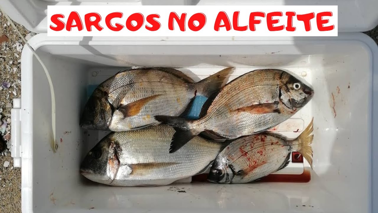 SARGOS TEJO 21