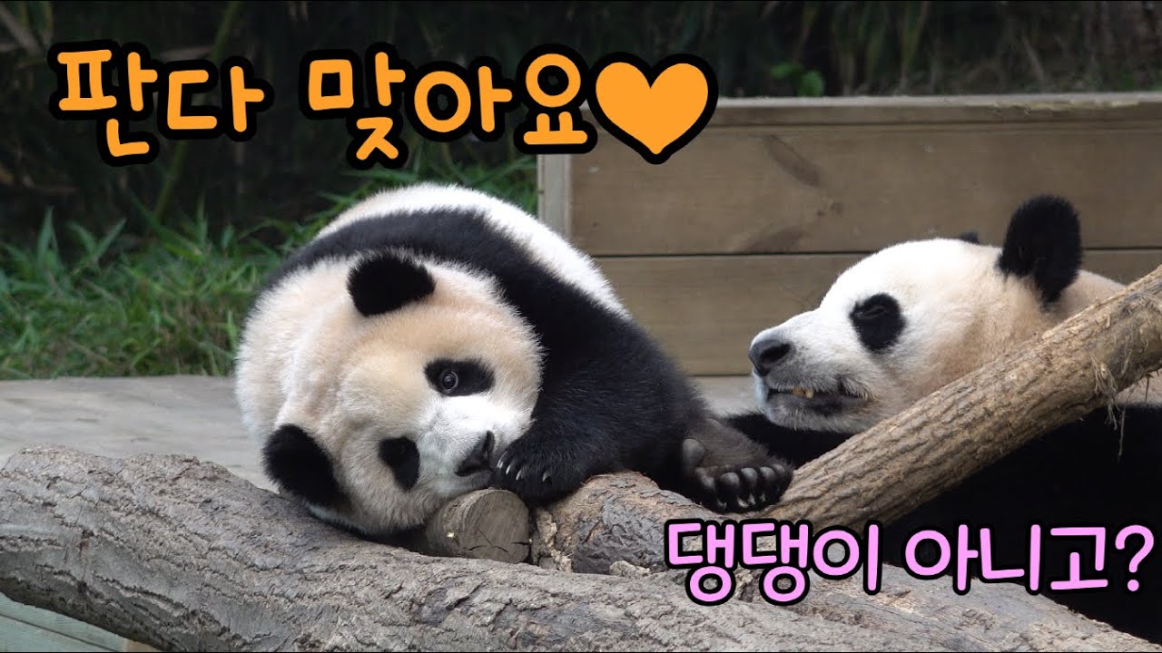 ★에버랜드 판다월드 ep34★ 아이바오 장꾸력이 푸바오보다 더 높았던 날! 아기판다 푸바오 엄마 죽순 갖고 도망가다가 1초만에 뺏긴 썰