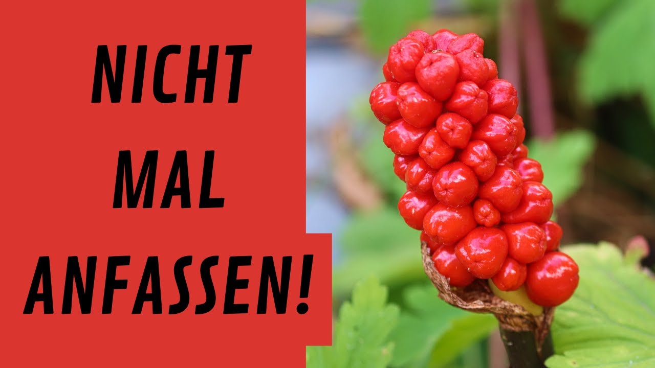 Giftpflanzen erkennen  -  der Aronstab
