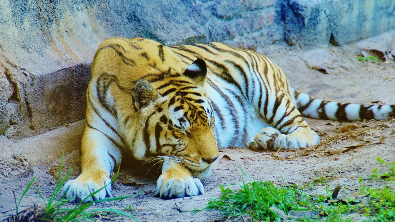 Maharajah Jungle Trek (Walk-Through) Disney World's Animal Kingdom