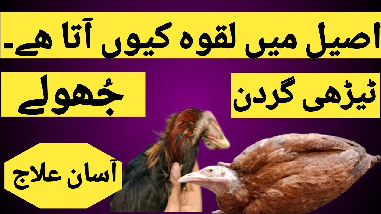 Aseel Murga ka Laqwa ka iLaj || How to save aseel paralysis | proper Treatment
