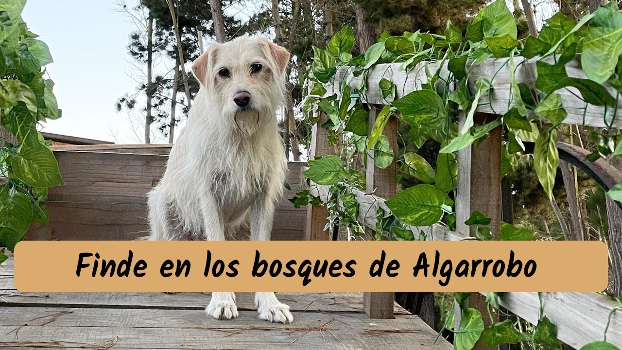 🏡 Cabaña Oculta en los Bosques de Algarrobo: Silencio y Belleza🌲