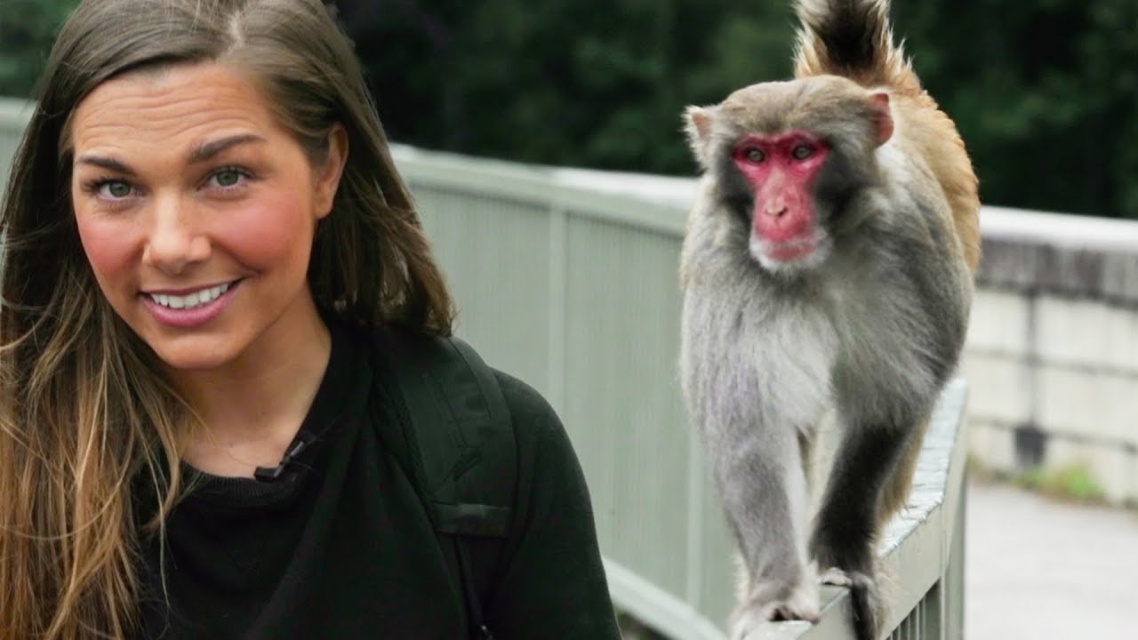 The Monkeys and Pink Dolphins of Hong Kong | Wild Cities with Hannah Stitfall | The Travel Edit