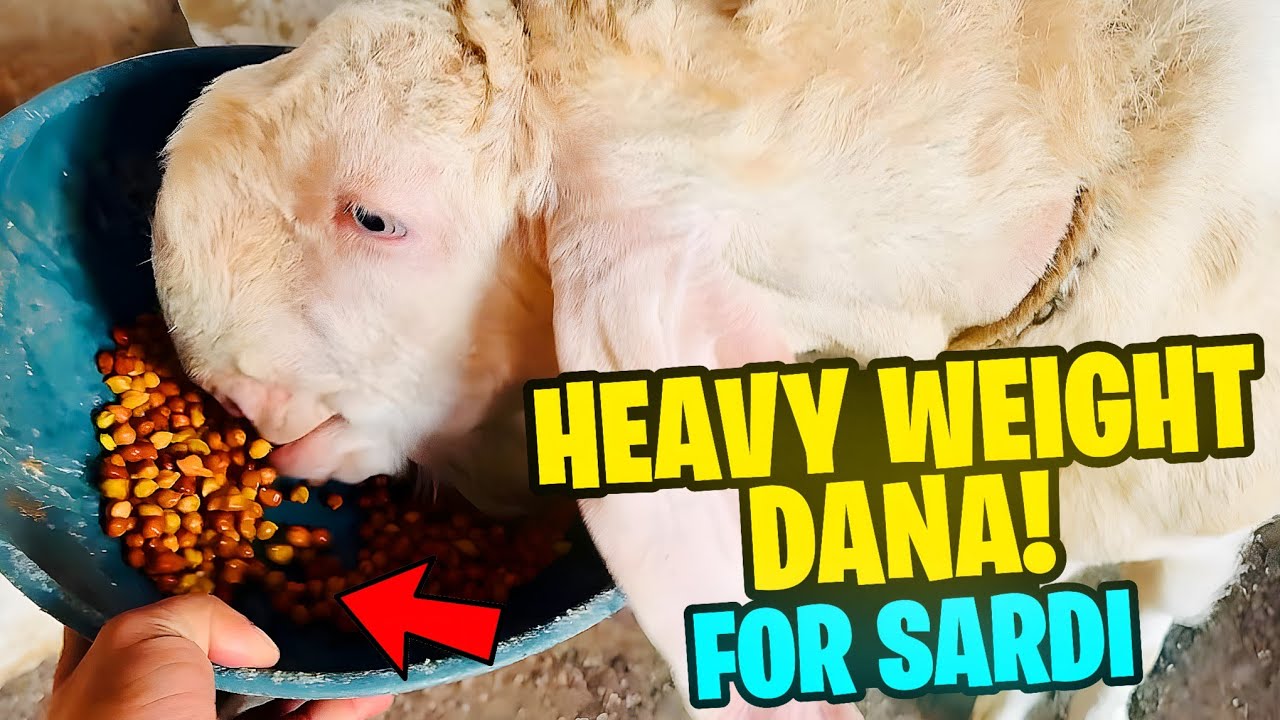 Heavy weight Dana sardi k lie | Haider’s Divine Goat 