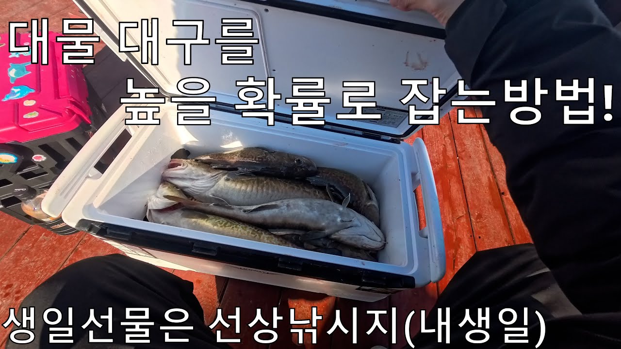 손맛 찐~하게볼수있는 대구타이라바!! 엄청나옵니다!!