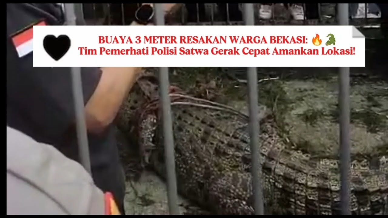 BUAYA 3 METER RESAKAN WARGA BEKASI: Tim Pemerhati Polisi Satwa Gerak Cepat Amankan Lokasi! 🐊 #buaya 