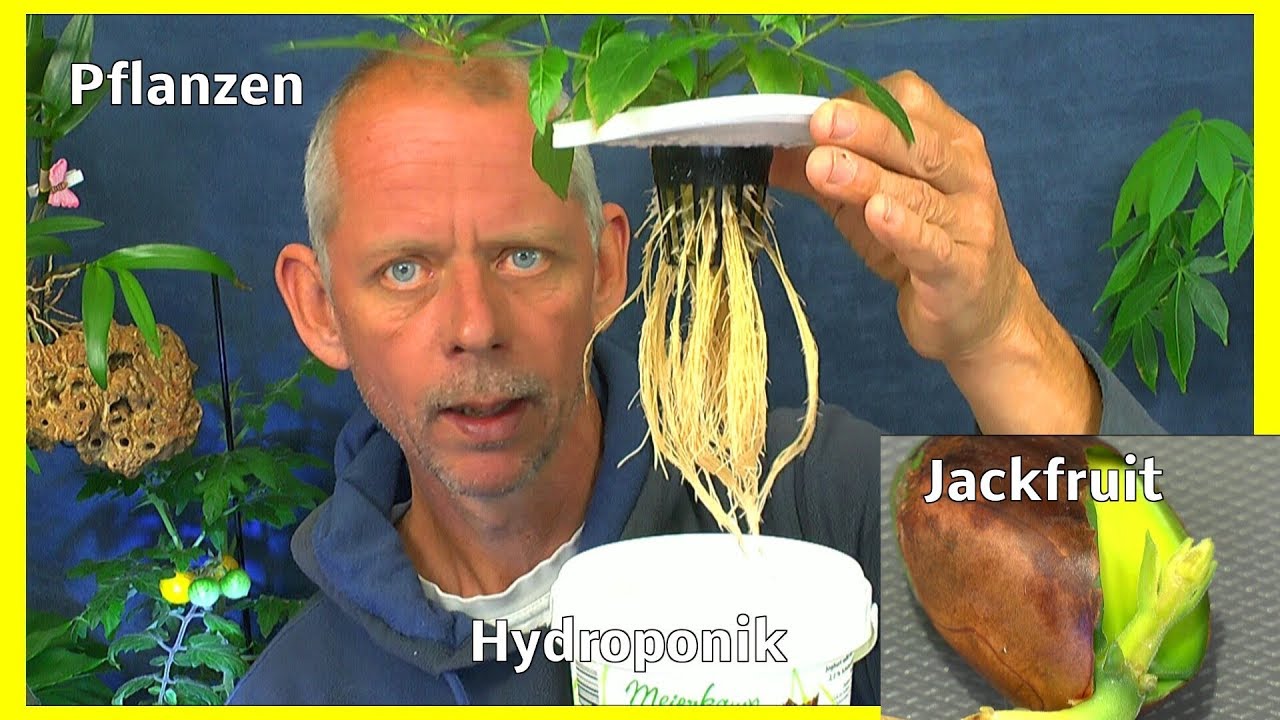 Jackfrucht Artocarpus heterophyllus Samen keimen und Einpflanzen Chili und Tomaten