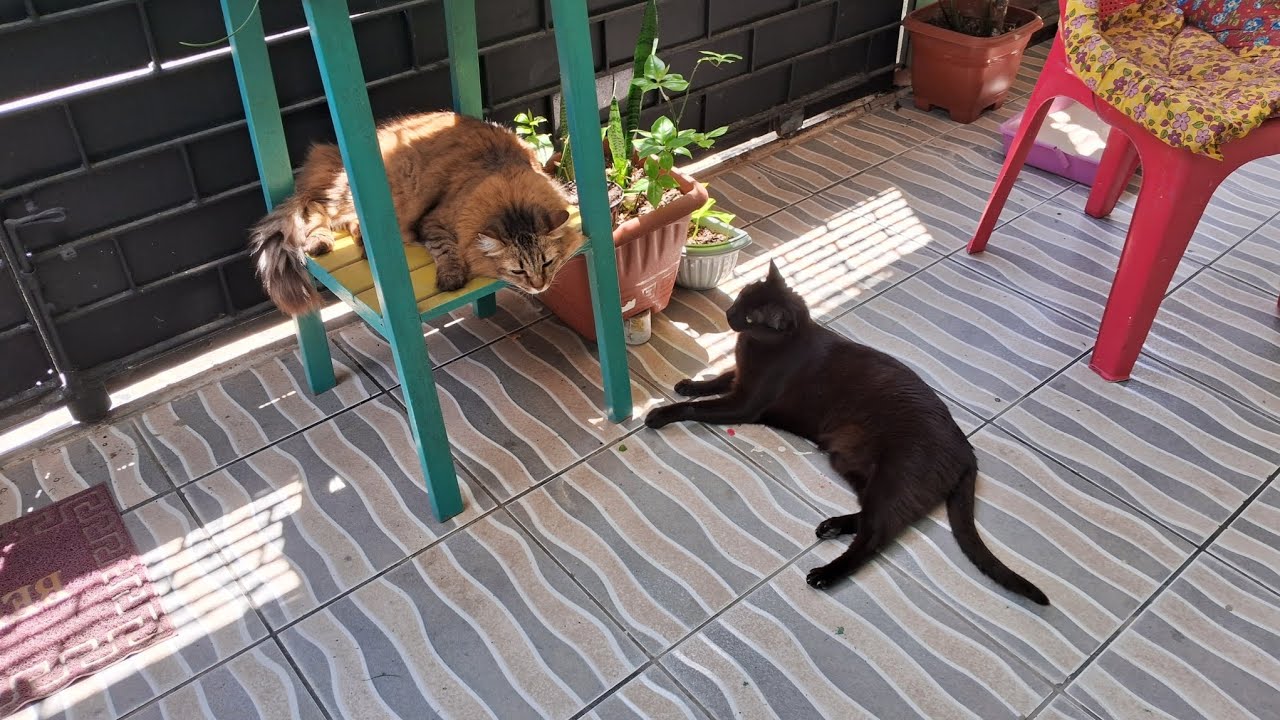 Pantera folgada 😸😸😸
