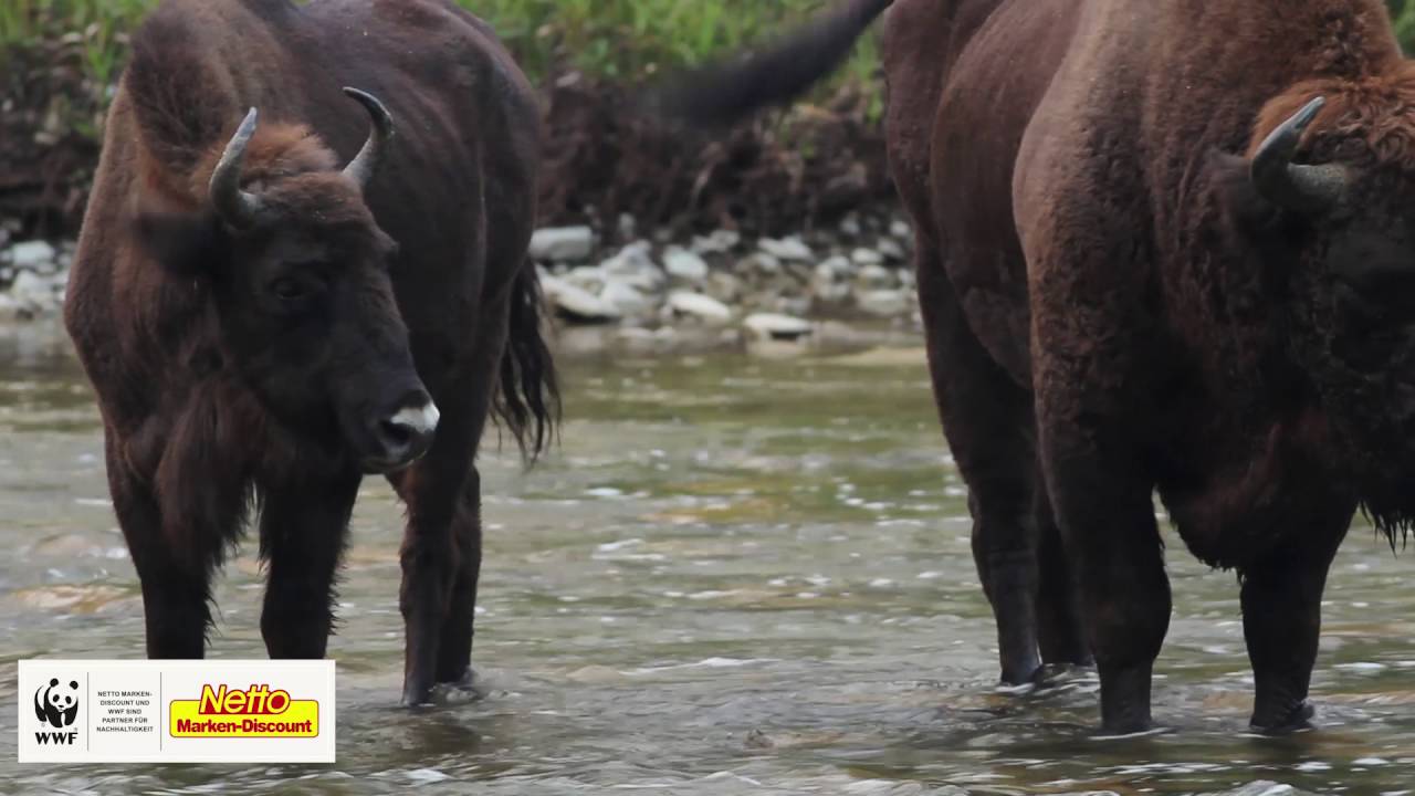 WWF I Die Natur sagt Danke I 2. Film I NETTO