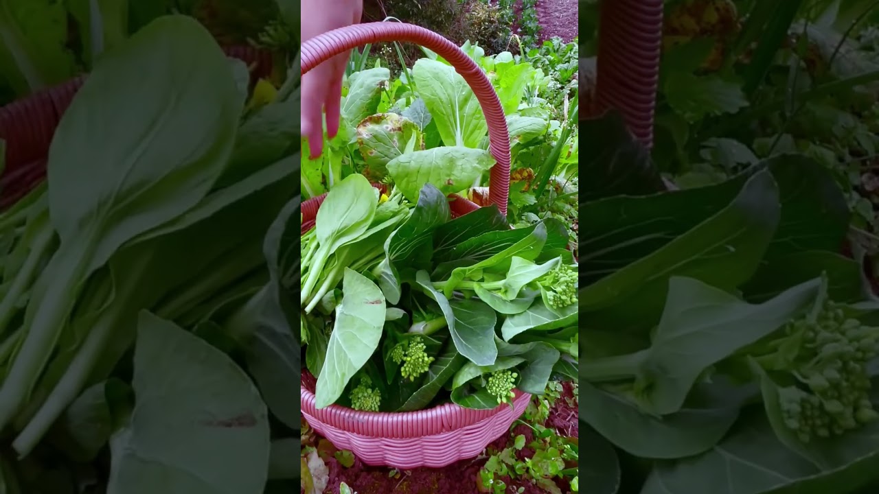 Winter Rapeseed Shoots Just Keep Coming&hellip; ENDLESS Harvest! 🌱❄️ #Winter #FreshGreens #NatureFarming