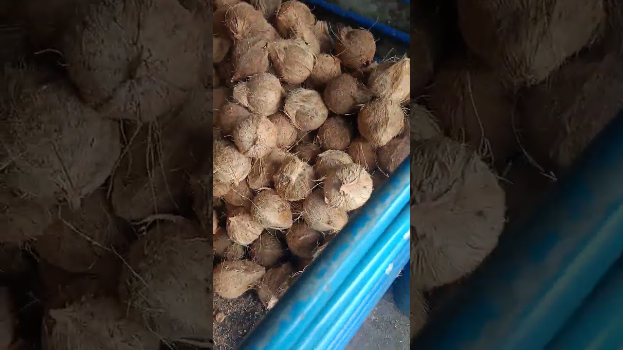 Cari kelapa untuk masak rendang 
