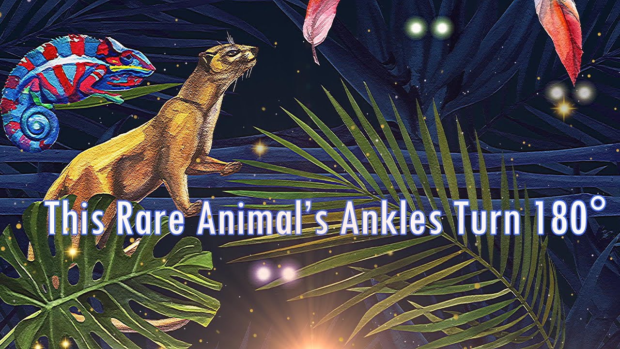 This Rare Animal Ankles Turn 108º