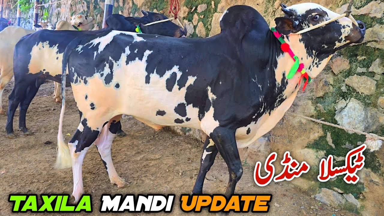 Taxila Mandi Latest Update 23 August 2025 | Fatehjangi Desi Bulls 2026 Qurbani 