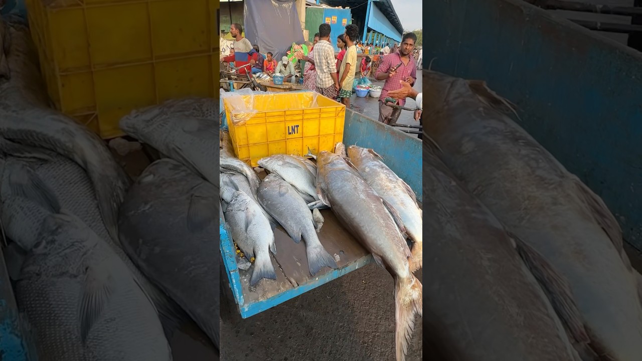 Vizag fishing harbour 🤩 Kani close lo undhi 🥲